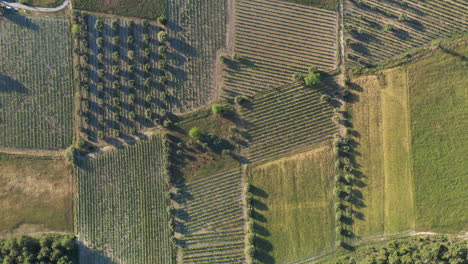 Aerial-drone-top-shot-going-down-over-vineyards-fields-sunset-time-France
